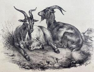 Antique collection of 22 ink animalier drawings in an album 