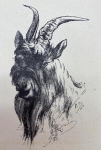 Antique collection of 22 ink animalier drawings in an album 