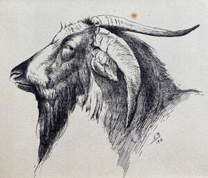 Antique collection of 22 ink animalier drawings in an album 